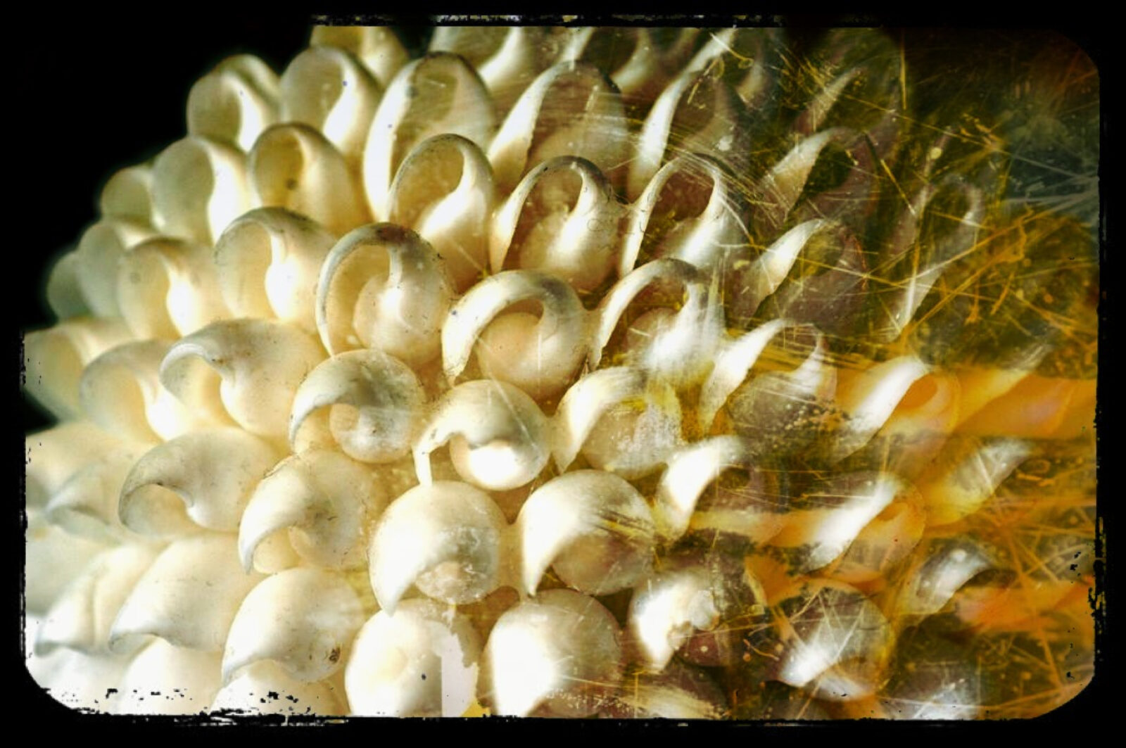 Seashell ball by Ross Kenney